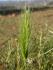 Hordeum vulgare L. Hordeum vulgare L.